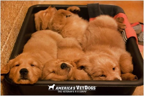 goldenpups
