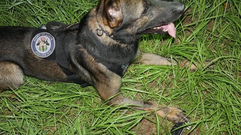 gundog