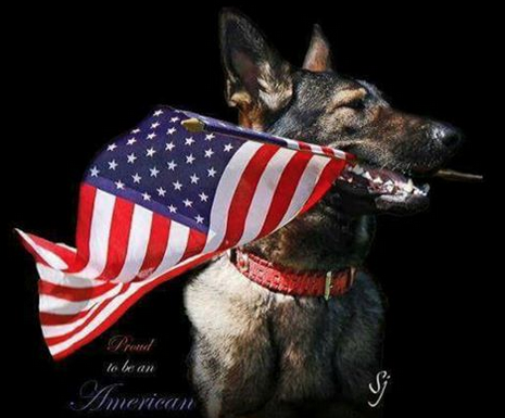 k9vets