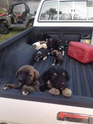 puppys