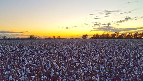 sunsetoverthecotton