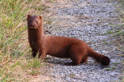 weaselx